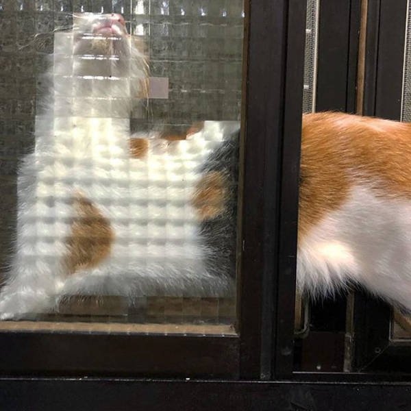 Funny Pixelated Cats (25 pics)