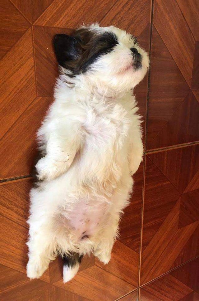 Cute Dogs (37 pics)