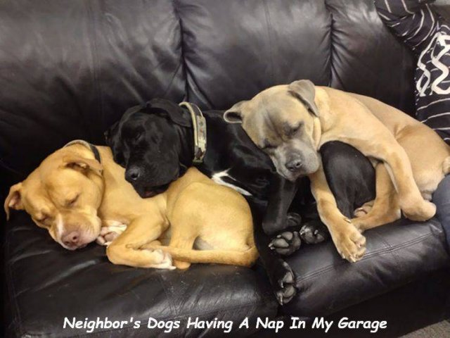 Cute Dogs (37 pics)
