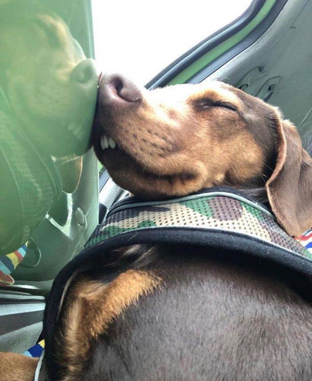 Cute Dogs (37 pics)