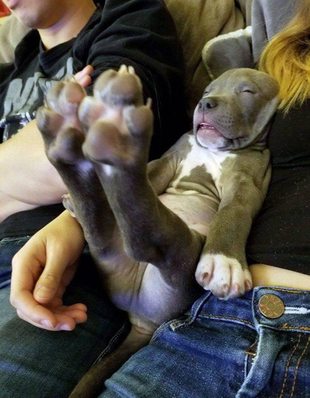 Cute Dogs (37 pics)