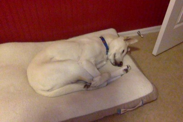 Cute Dogs (37 pics)