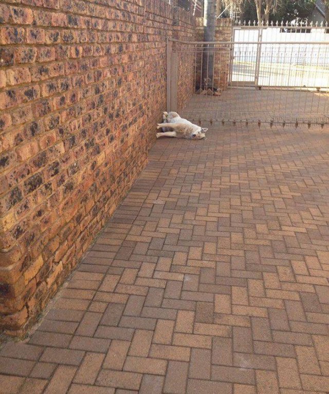 Cute Dogs (37 pics)