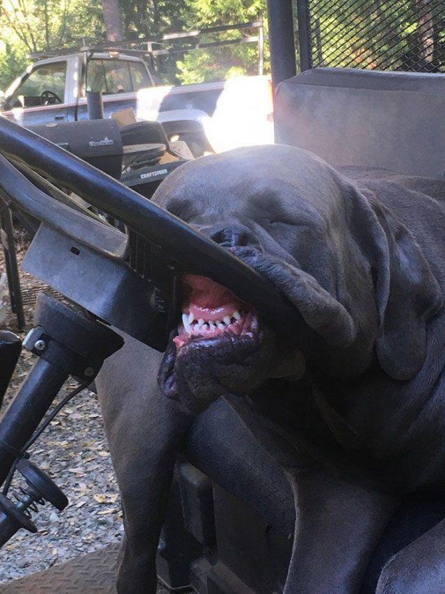 Cute Dogs (37 pics)