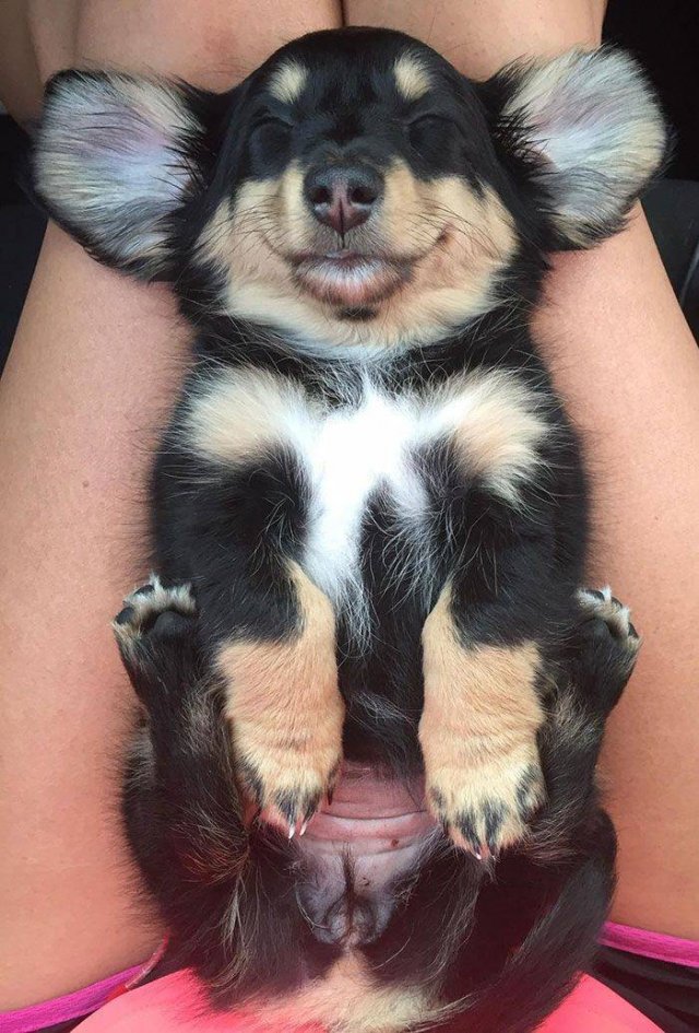 Cute Dogs (37 pics)