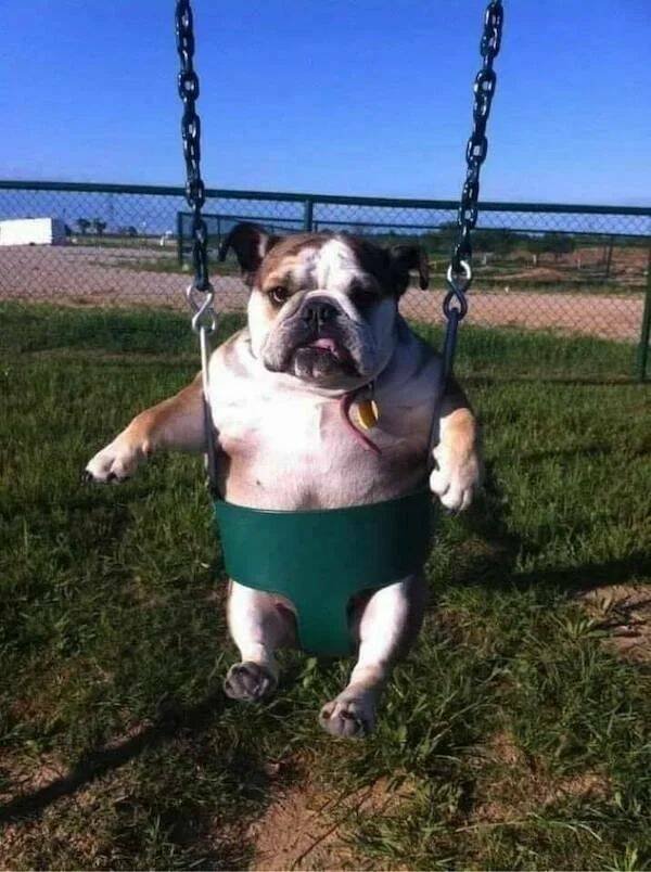 Funny Animals (60 pics)