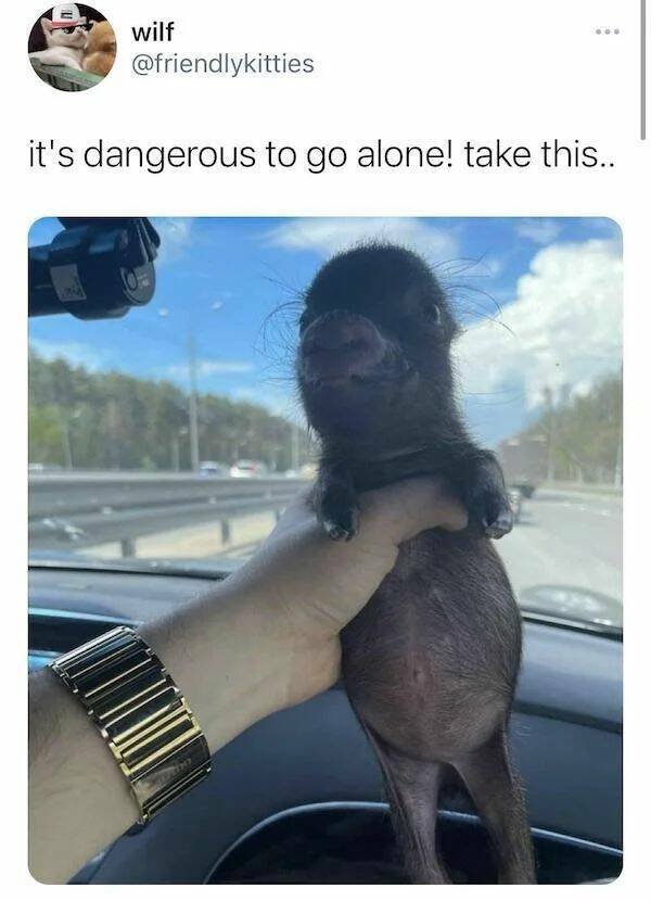 Funny Animals (60 pics)