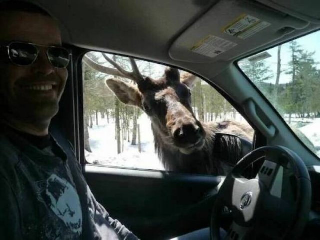 Funny Animals (60 pics)