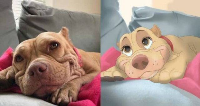 Funny Animals (60 pics)