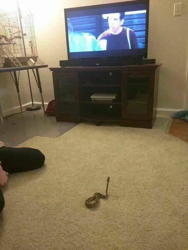 Funny Animals (60 pics)