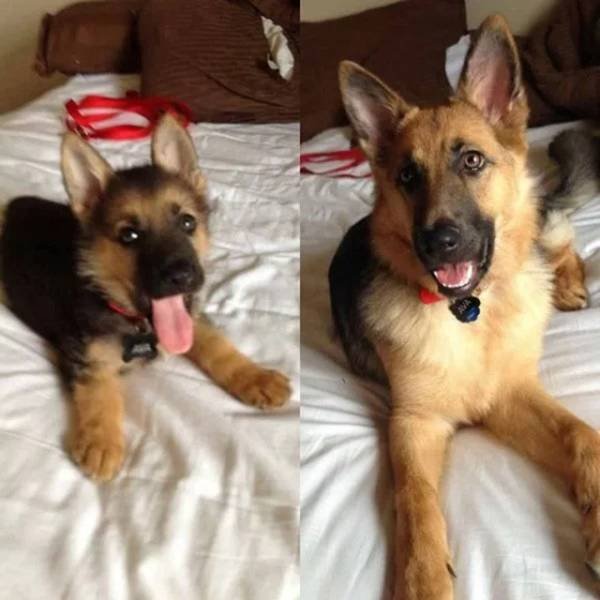 Puppies Become Dogs (29 pics)
