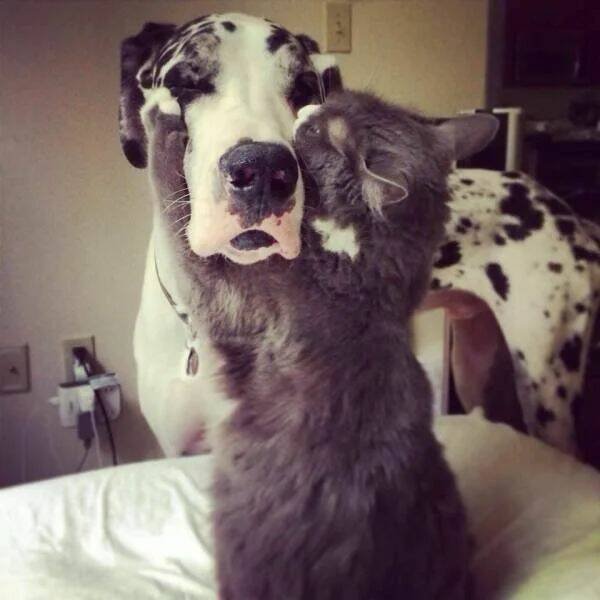 Funny Animals (60 pics)