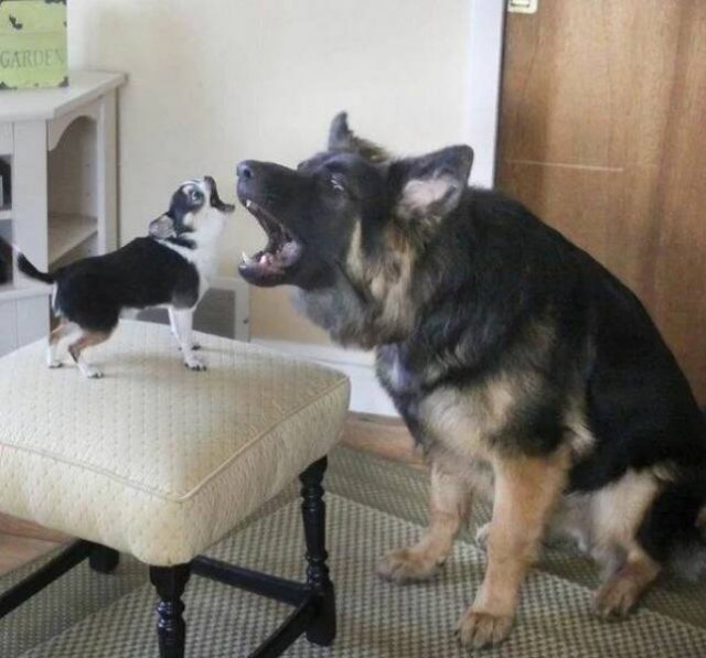 Funny Animals (60 pics)