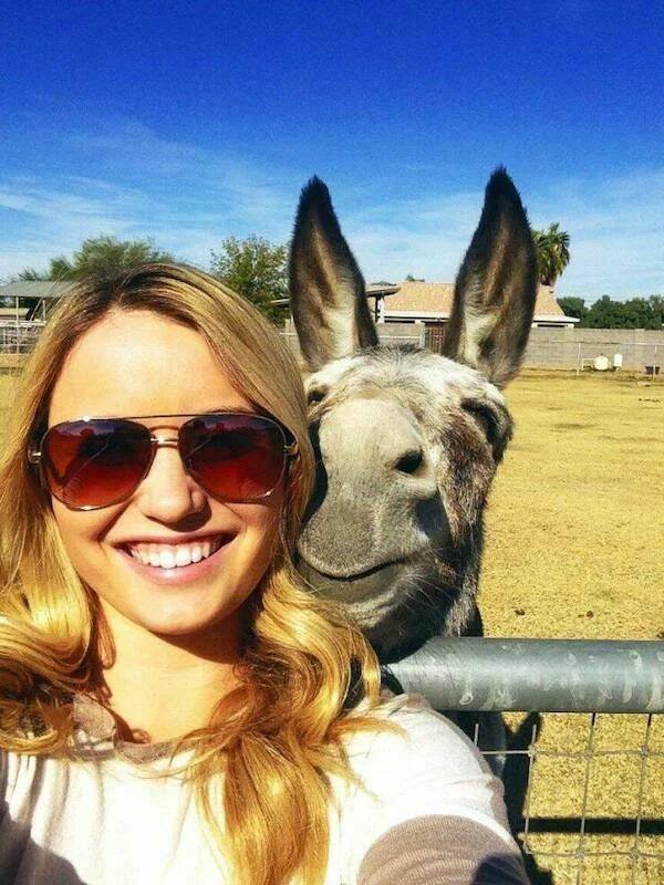 Funny Animals (60 pics)