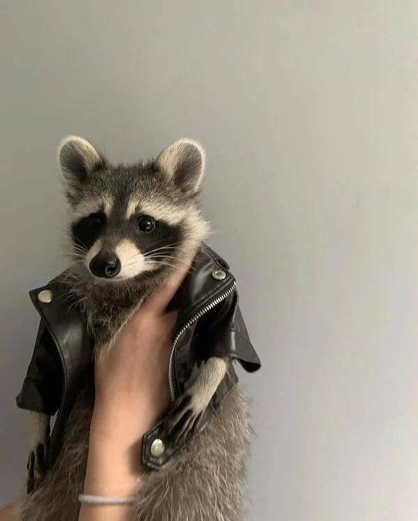 Funny Animals (60 pics)