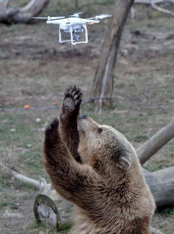 Funny Animals (60 pics)