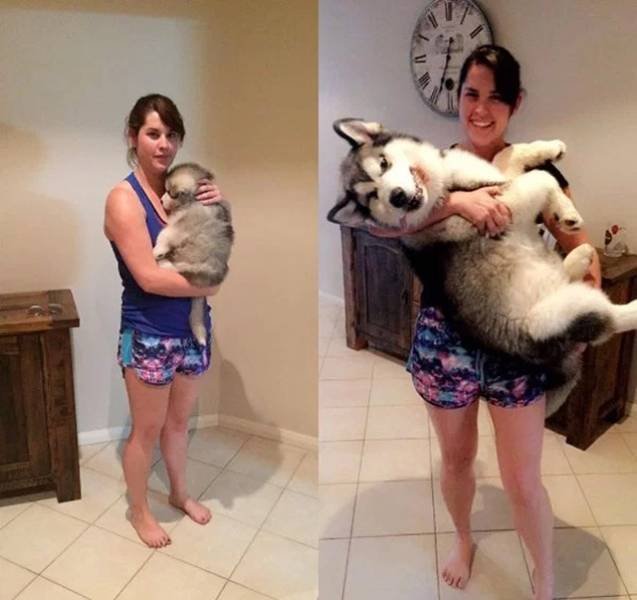 Puppies Become Dogs (29 pics)