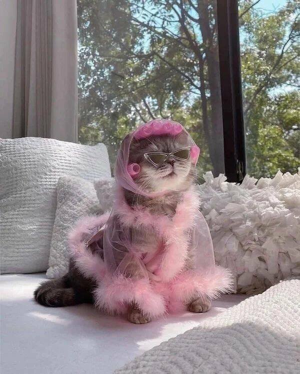 Funny Animals (60 pics)
