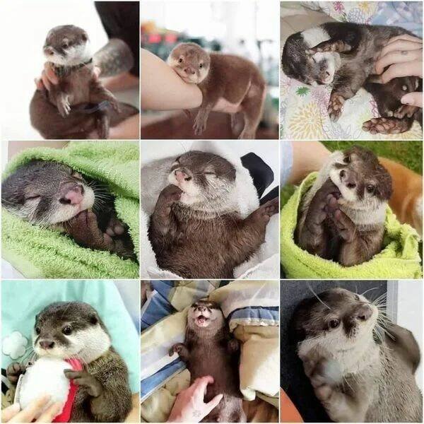 Funny Animals (60 pics)