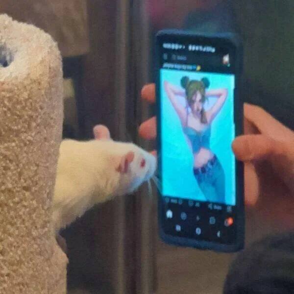 Funny Animals (60 pics)