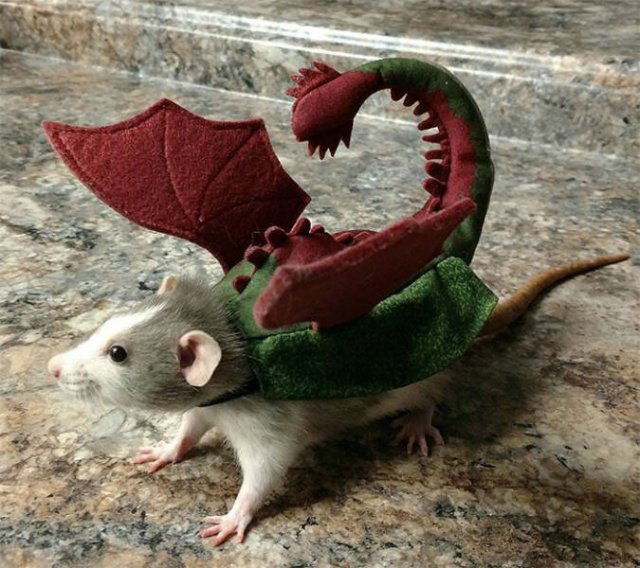 Cute Rats (40 pics)