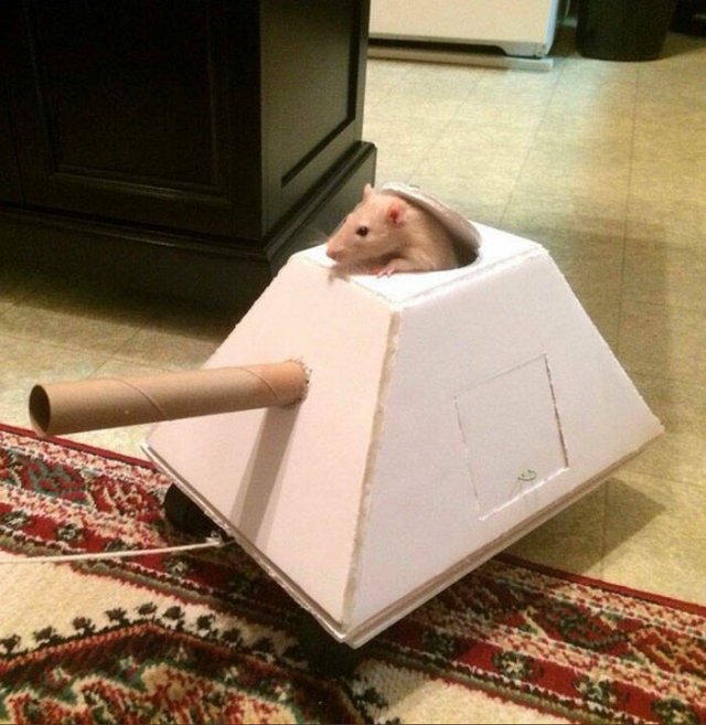Cute Rats (40 pics)