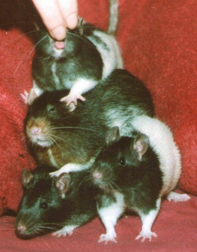 Cute Rats (40 pics)