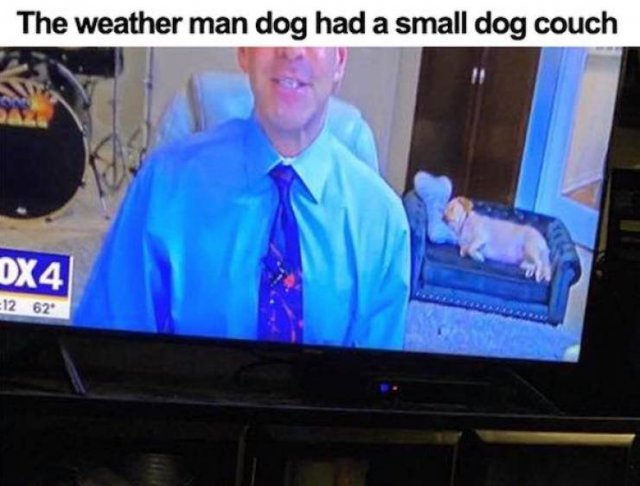 Funny Animals (36 pics)