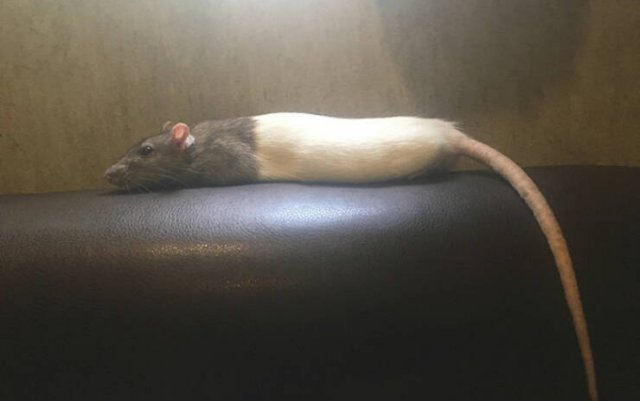 Cute Rats (40 pics)