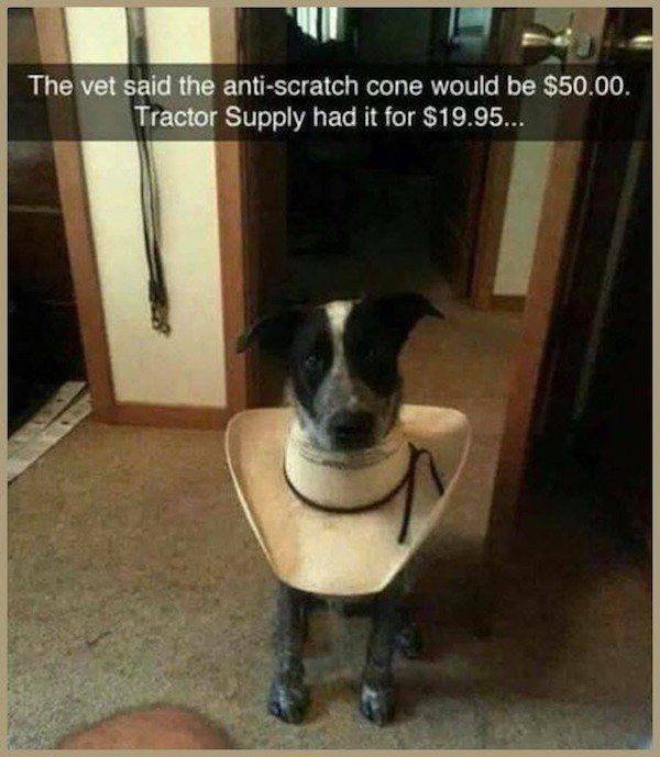 Funny Animals (36 pics)