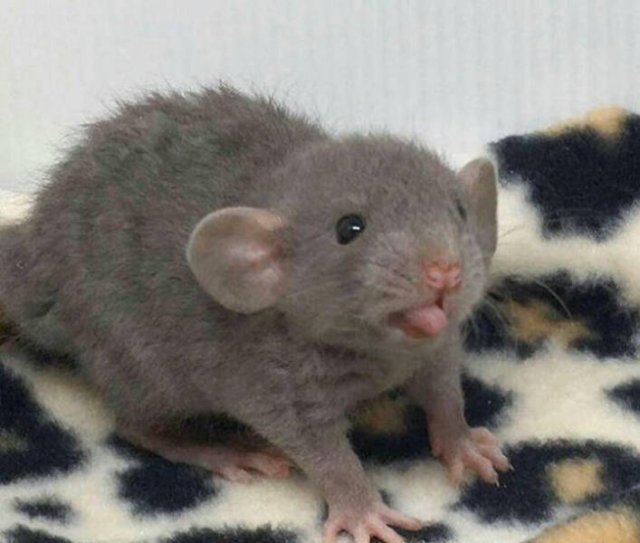 Cute Rats (40 pics)
