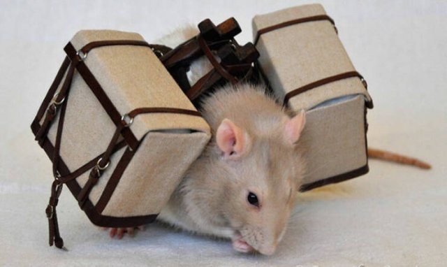 Cute Rats (40 pics)