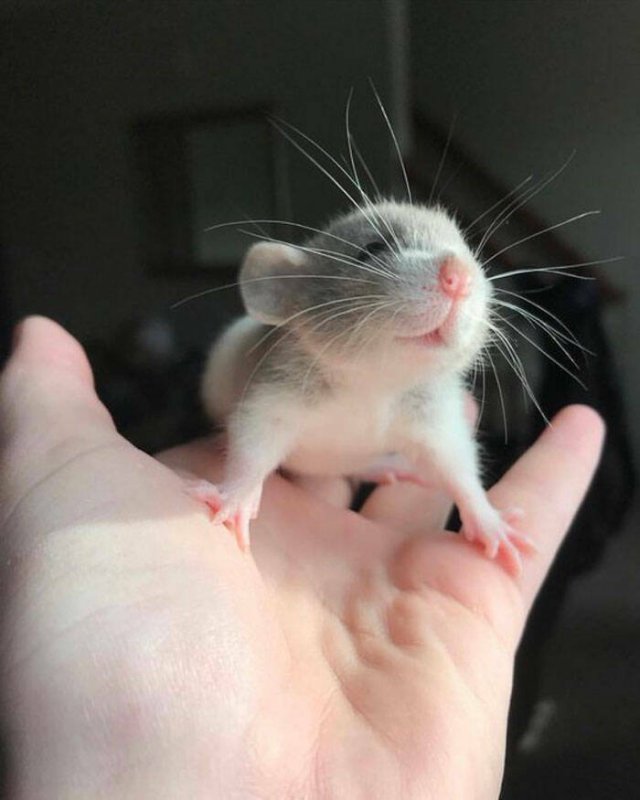 Cute Rats (40 pics)