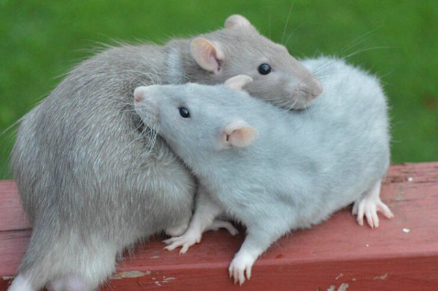 Cute Rats (40 pics)
