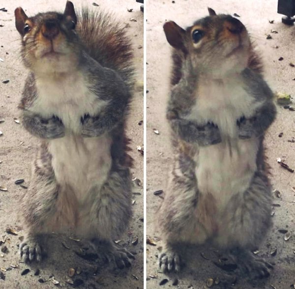 Cute And Funny Squirrels (30 pics)
