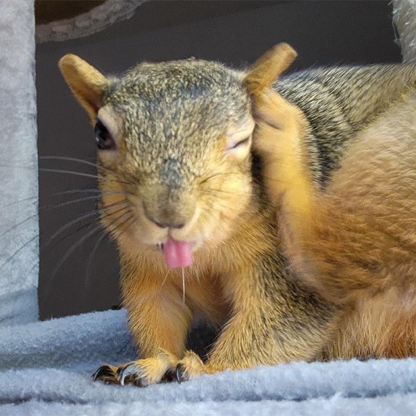 Cute And Funny Squirrels (30 pics)