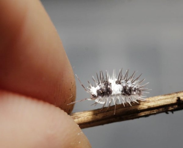 Very Small And Unusual Animals (30 pics)