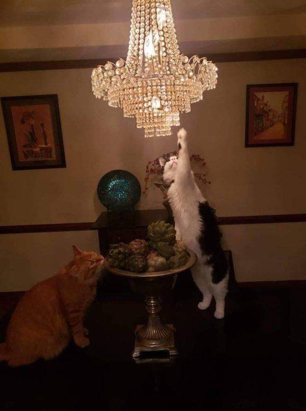 Funny Animals (49 pics)