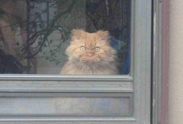 Funny Animals (49 pics)