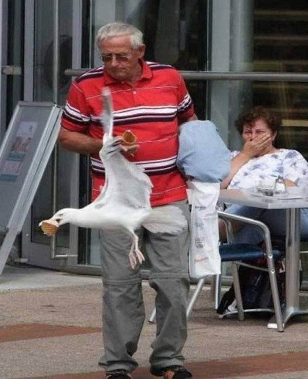 Funny Seagulls Stealing Food (27 pics)