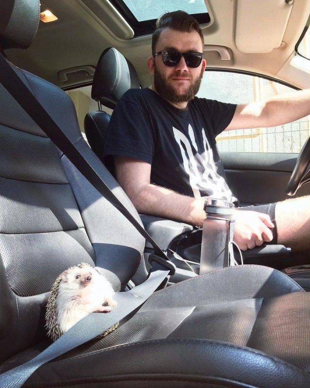 Funny Animals (49 pics)