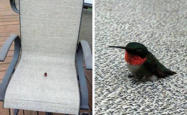 Funny Animals (49 pics)