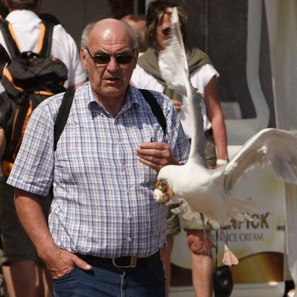 Funny Seagulls Stealing Food (27 pics)