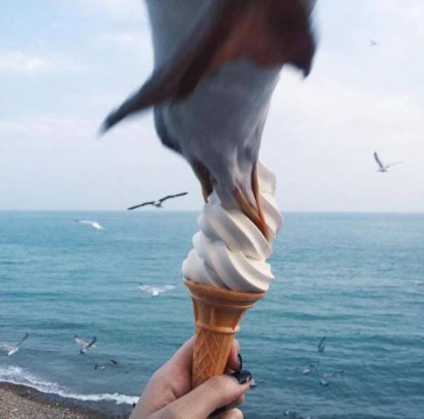 Funny Seagulls Stealing Food (27 pics)