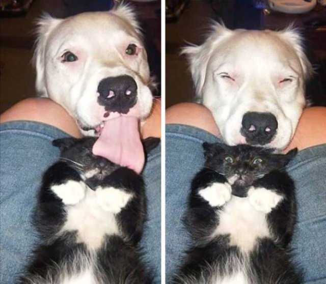 Funny Animals (49 pics)