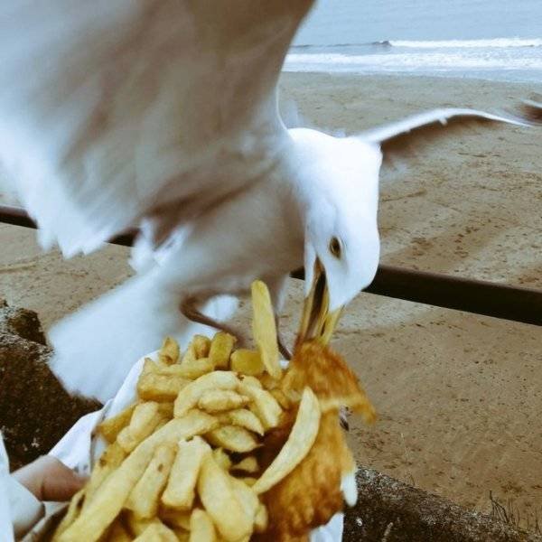 Funny Seagulls Stealing Food (27 pics)