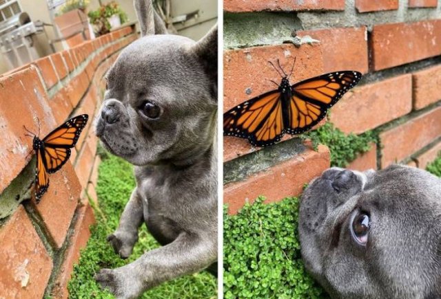 Funny Animals (49 pics)