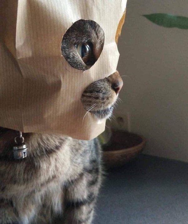 Funny Animals (49 pics)