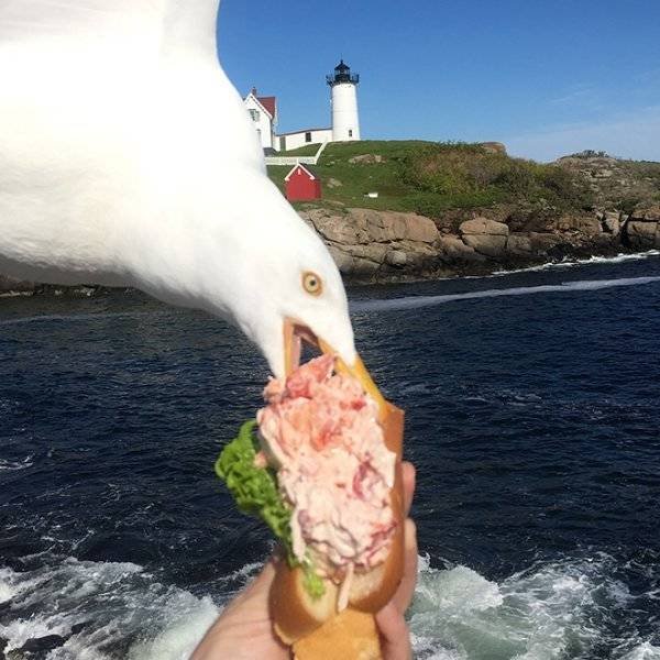 Funny Seagulls Stealing Food (27 pics)