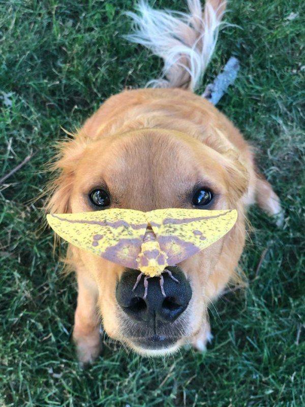 Funny Animals (49 pics)